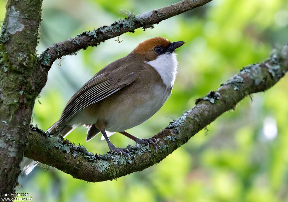 Rufous-crowned Laughingthrush