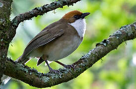 Rufous-crowned Laughingthrush