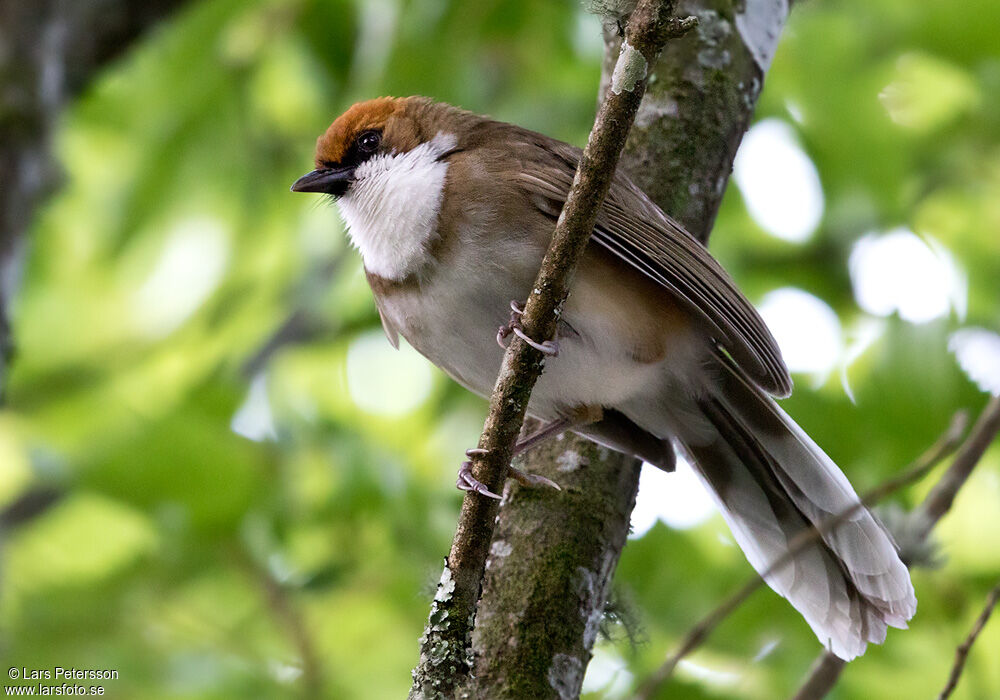 Rufous-crowned Laughingthrush