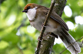 Rufous-crowned Laughingthrush