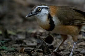 Lesser Necklaced Laughingthrush