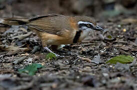 Lesser Necklaced Laughingthrush