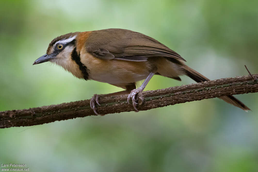 Lesser Necklaced Laughingthrushadult, close-up portrait