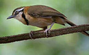 Lesser Necklaced Laughingthrush