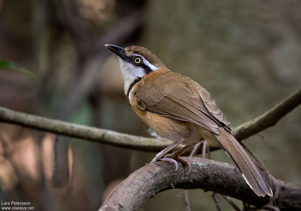 Lesser Necklaced Laughingthrushadult, identification