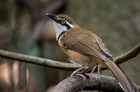 Lesser Necklaced Laughingthrush