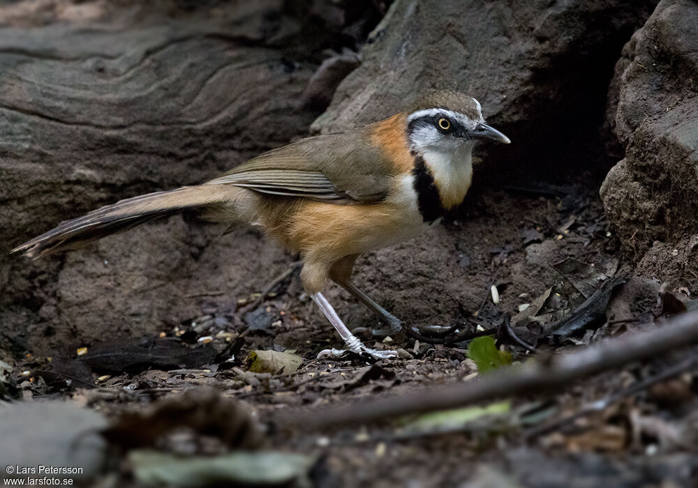 Lesser Necklaced Laughingthrush