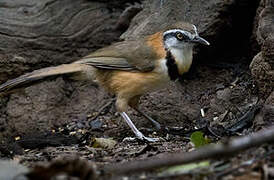 Lesser Necklaced Laughingthrush