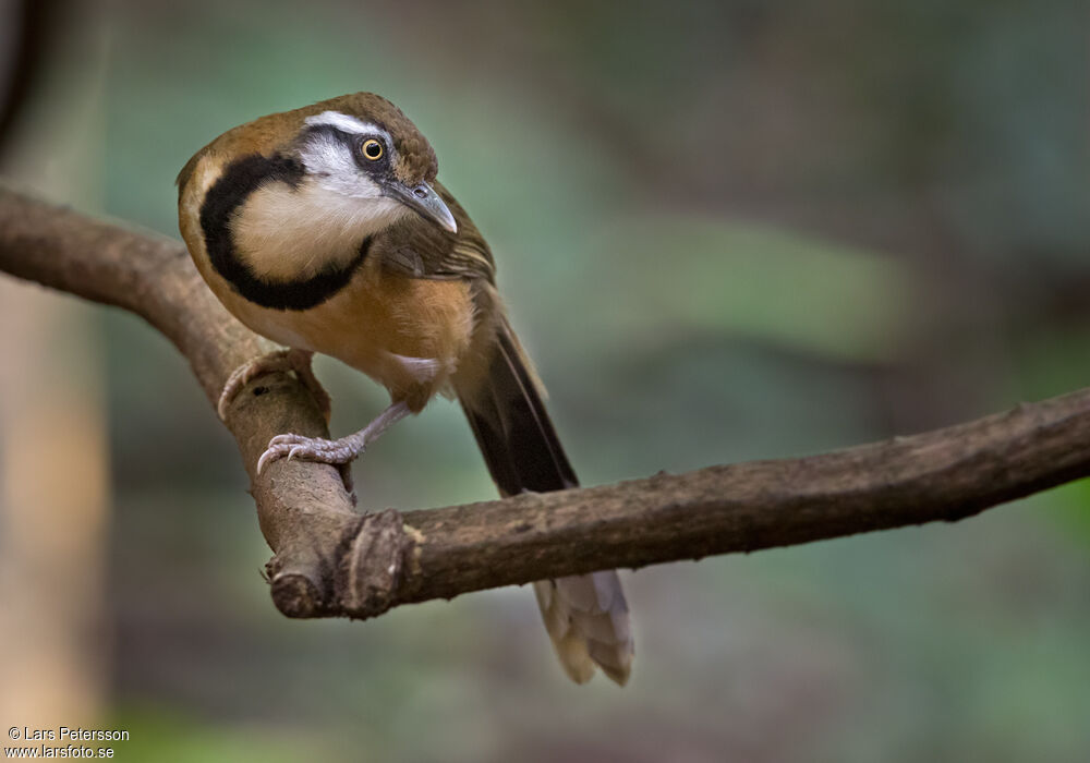 Lesser Necklaced Laughingthrush