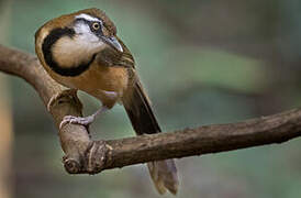 Lesser Necklaced Laughingthrush