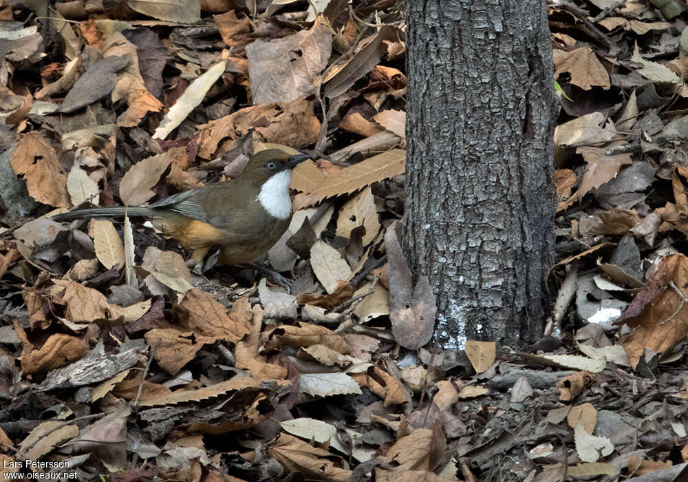 White-throated Laughingthrushadult, habitat