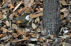 White-throated Laughingthrush