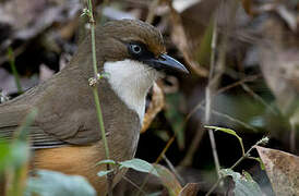 White-throated Laughingthrush