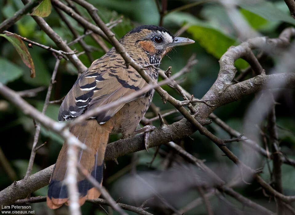 Rufous-chinned Laughingthrushadult