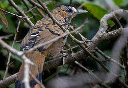 Rufous-chinned Laughingthrush