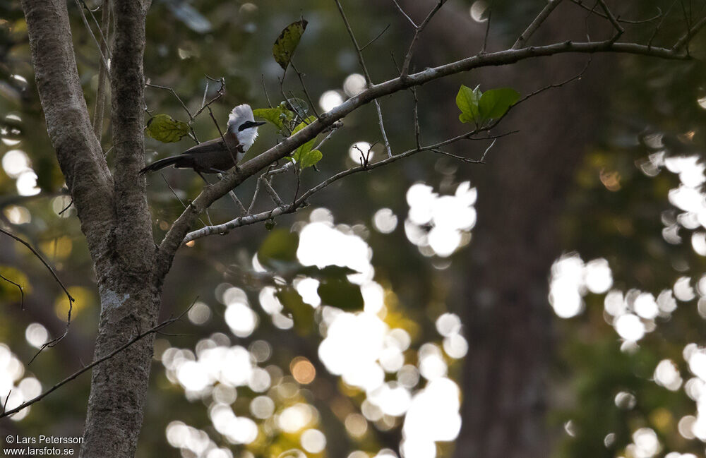 White-crested Laughingthrush