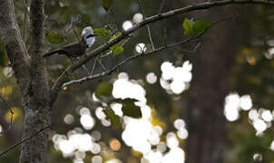 White-crested Laughingthrush