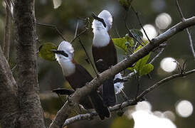 White-crested Laughingthrush