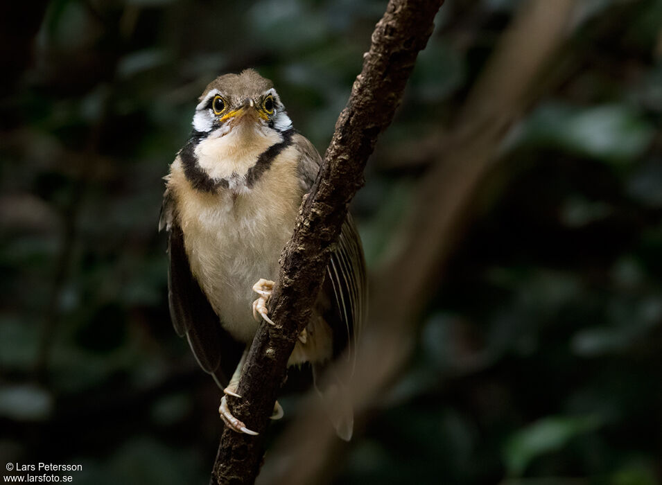 Greater Necklaced Laughingthrush