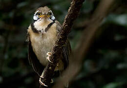 Greater Necklaced Laughingthrush