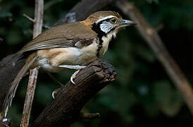 Greater Necklaced Laughingthrush