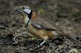 Greater Necklaced Laughingthrush