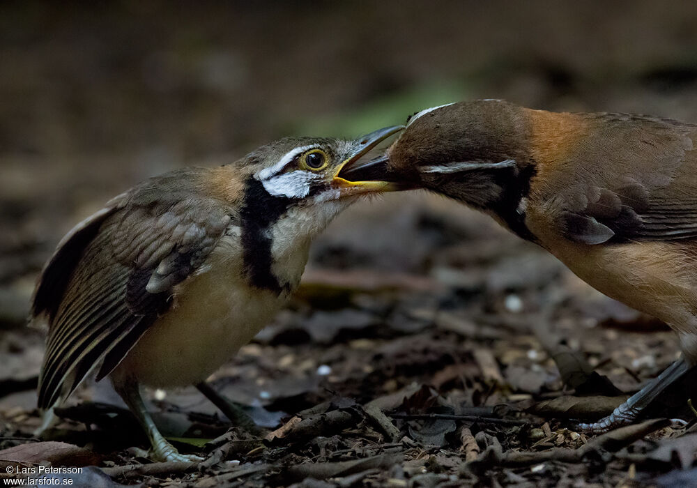 Greater Necklaced Laughingthrush