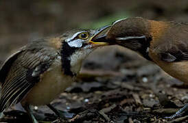 Greater Necklaced Laughingthrush