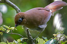 Rusty Laughingthrush