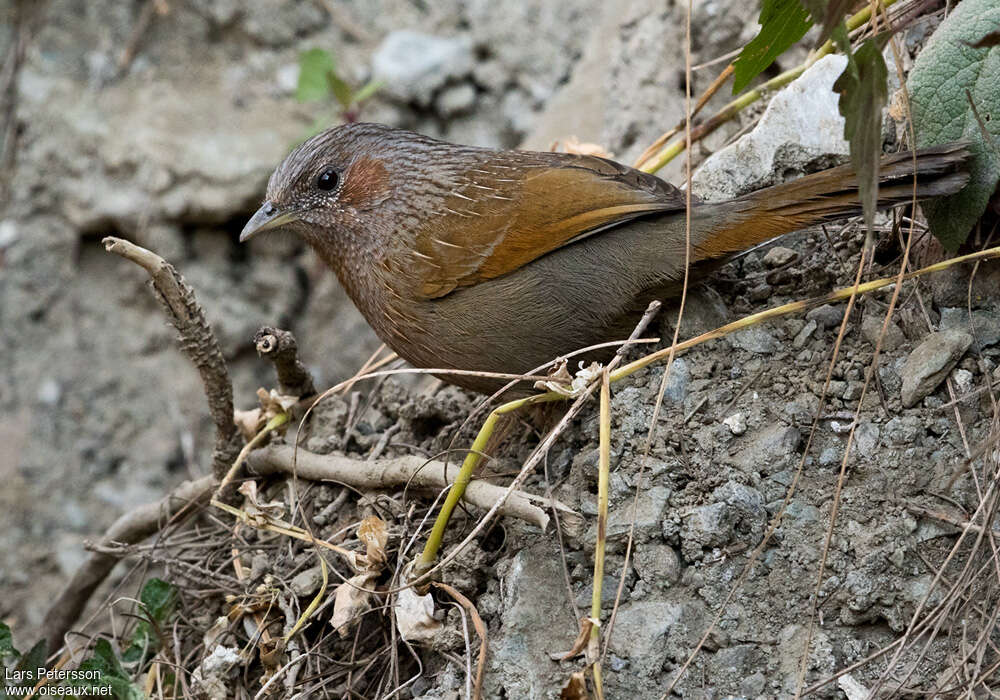 Garrulaxe barréadulte, identification