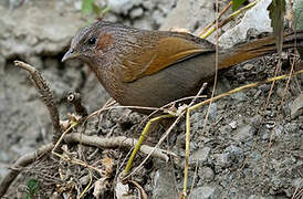 Streaked Laughingthrush