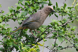 Elliot's Laughingthrush