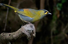 Steere's Liocichla