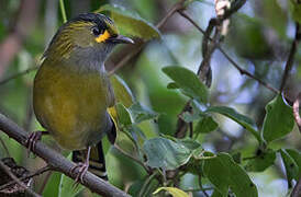 Taiwan Liocichla