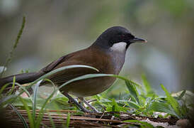 White-cheeked Laughingthrush