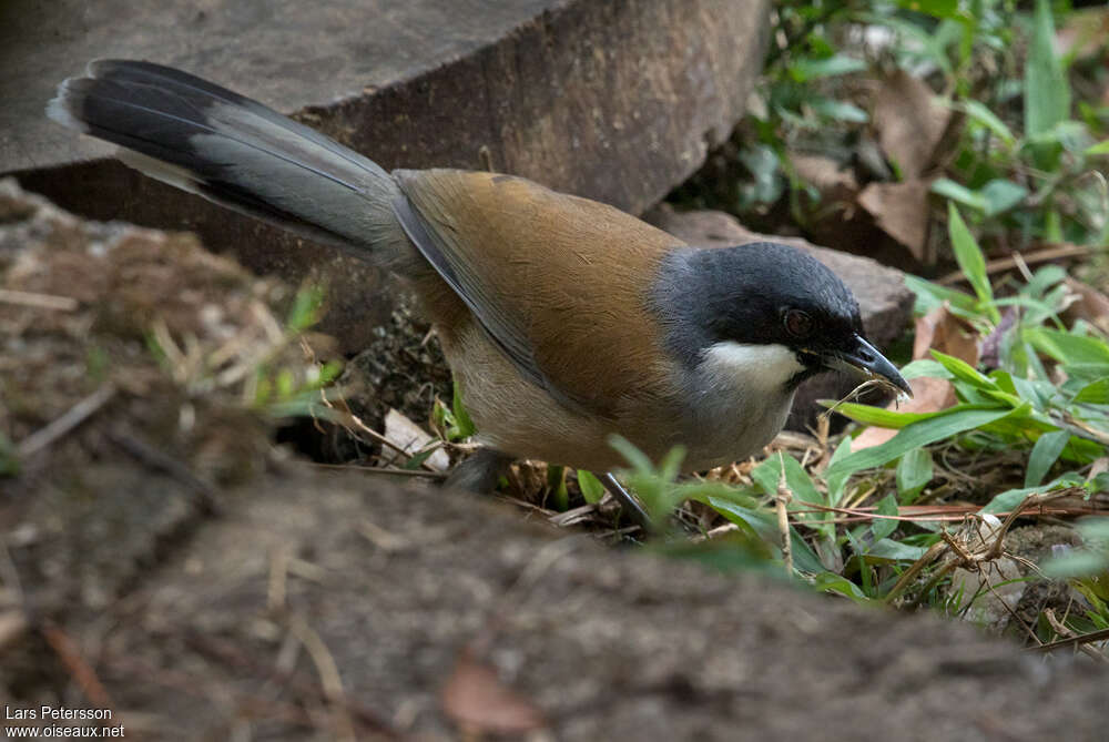 White-cheeked Laughingthrushadult, identification