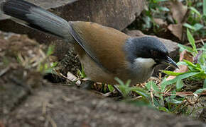 White-cheeked Laughingthrush