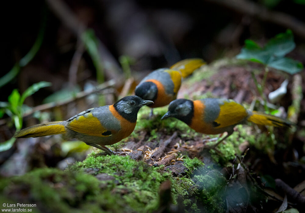 Collared Laughingthrush