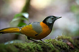 Collared Laughingthrush