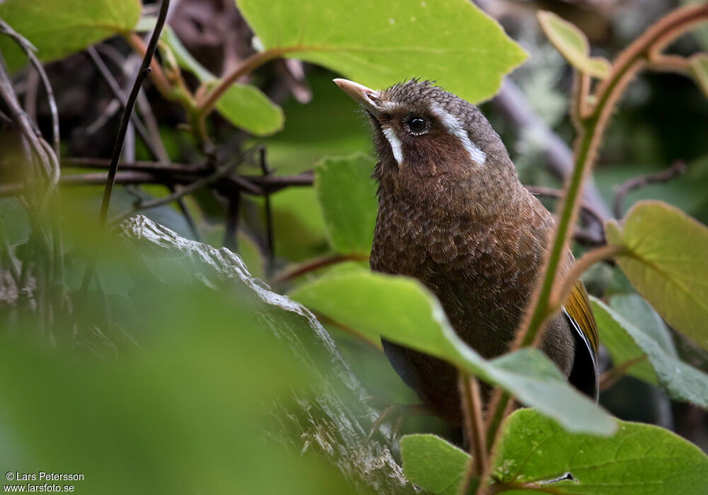 White-whiskered Laughingthrush