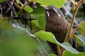 White-whiskered Laughingthrush