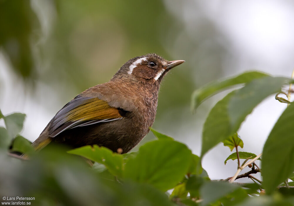 White-whiskered Laughingthrush