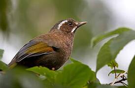 White-whiskered Laughingthrush