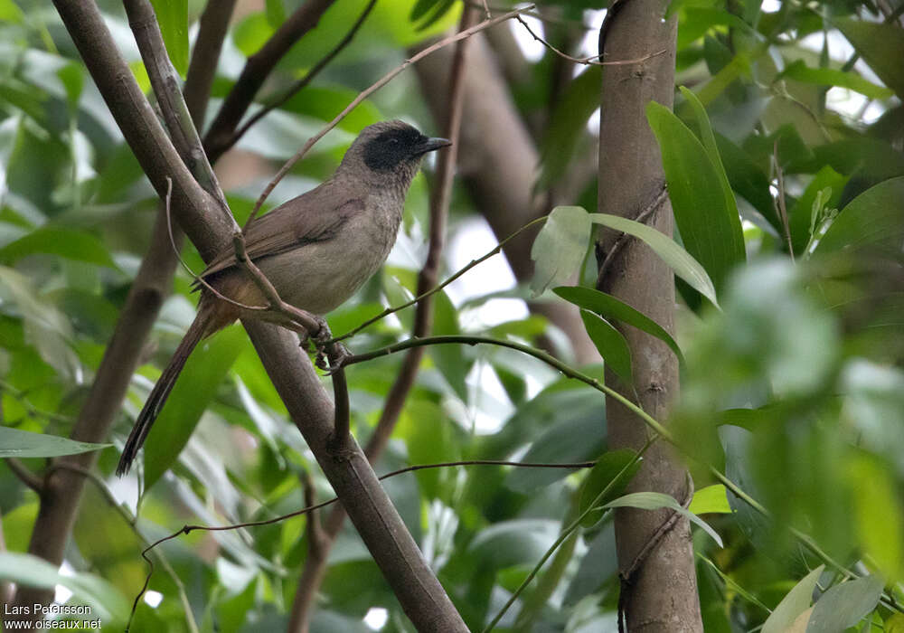 Garrulaxe masquéadulte, identification