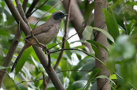 Masked Laughingthrush