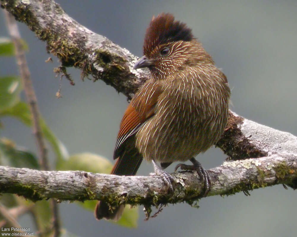 Garrulaxe striéadulte