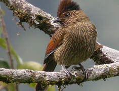 Striated Laughingthrush