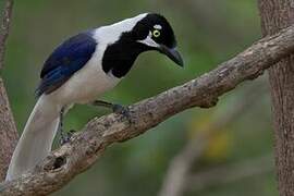 White-tailed Jay