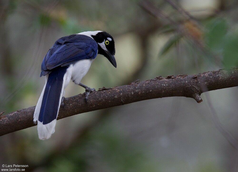 White-tailed Jay