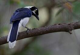 White-tailed Jay